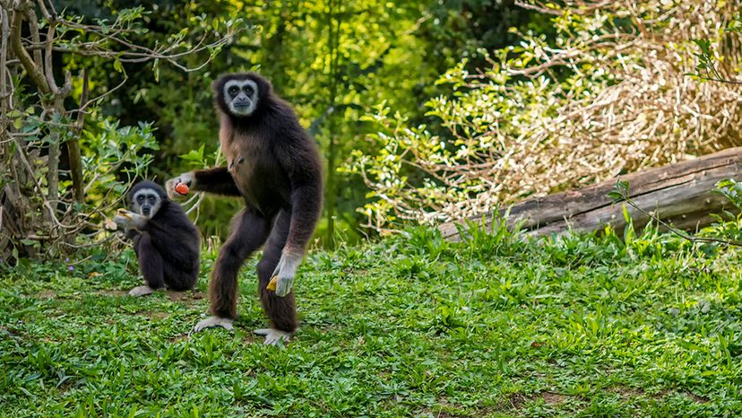 Research Finds Our Last Common Ape-Human Ancestor Was the Size of a Gibbon