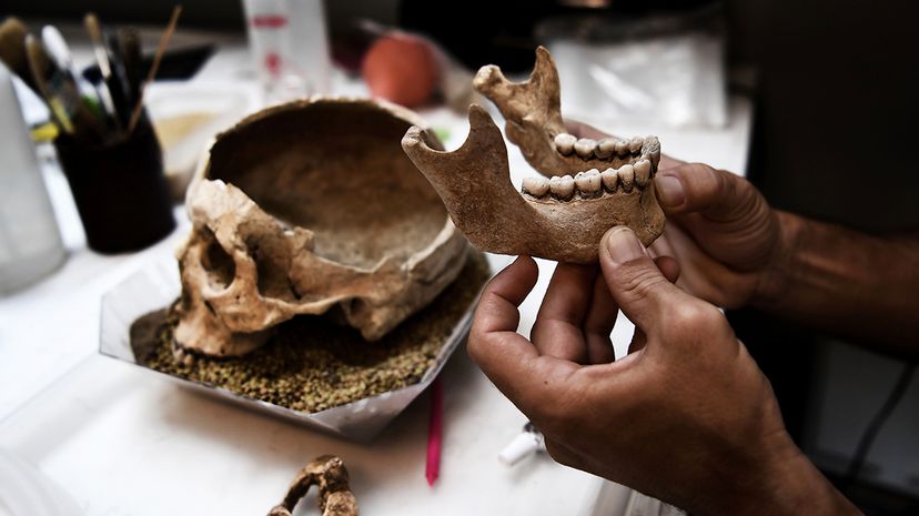 DNA Scientists Urge Open Access to Fossilized Bone Collections