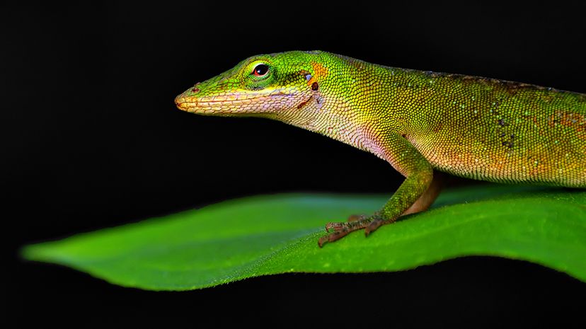 Rapid Evolution Detected in Lizard Species: Insights into Adaptation