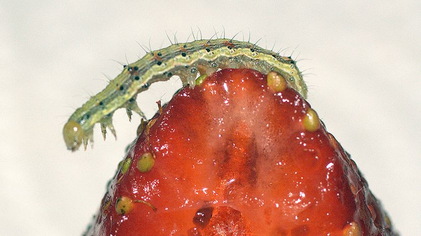 Plants Trigger Caterpillar Cannibalism as a Natural Defense