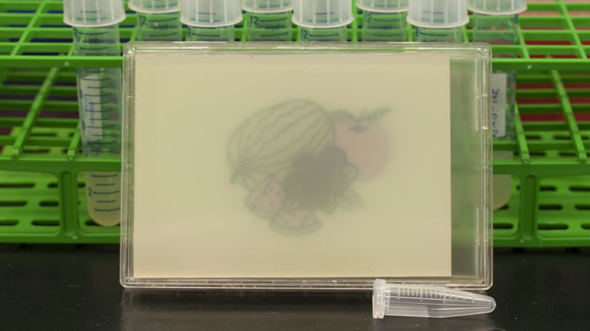 Scientists Use Light to Control Cells, Creating Stunning Microbial Art