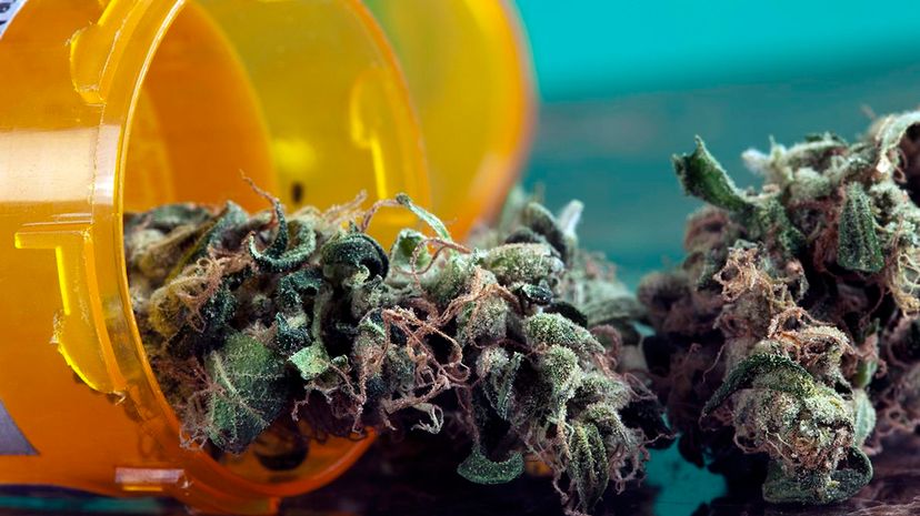 Cannabis Enhances Memory in Aging Mice, New Study Reveals