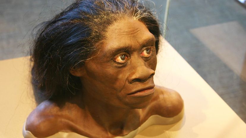 New Study Links  Hobbit  Species to Unanticipated Branch of Human Evolution
