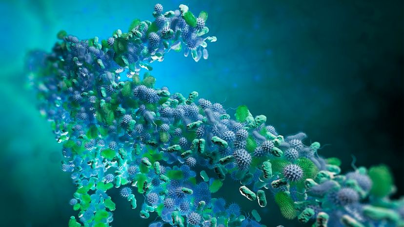 How Gut Microbes Follow Circadian Rhythms – They May Influence Your Life