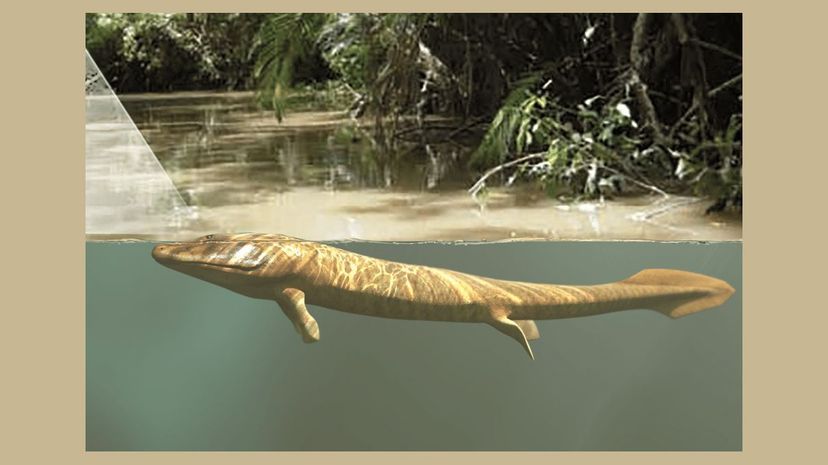 Food-Driven Transition: How Fish Lured the First Land‑Dwellers