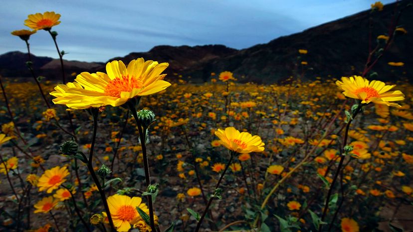 Southern California’s Rare Desert Super Bloom: Anza-Borrego Park Shines Like Never Before