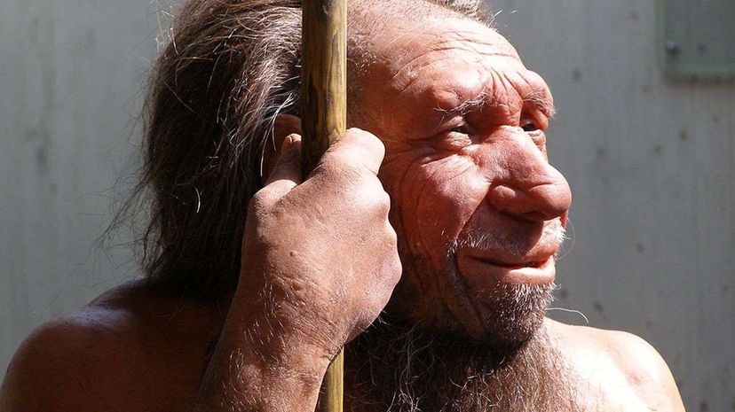 Neanderthals  Larger Brains: Insights into Modern Human Intelligence