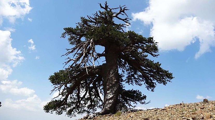 Europe s Oldest Living Tree: The Bosnian Pine That Has Stood the Test of Time