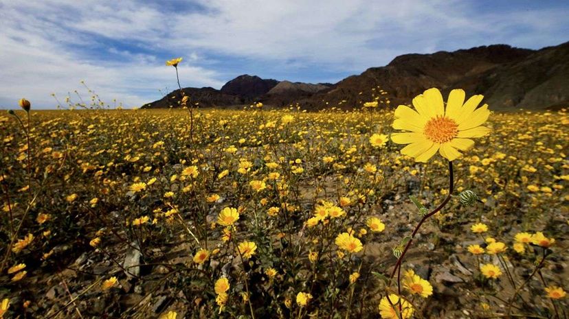 Death Valley’s Rare Super Bloom: Wildflowers Transform the Desert This Week