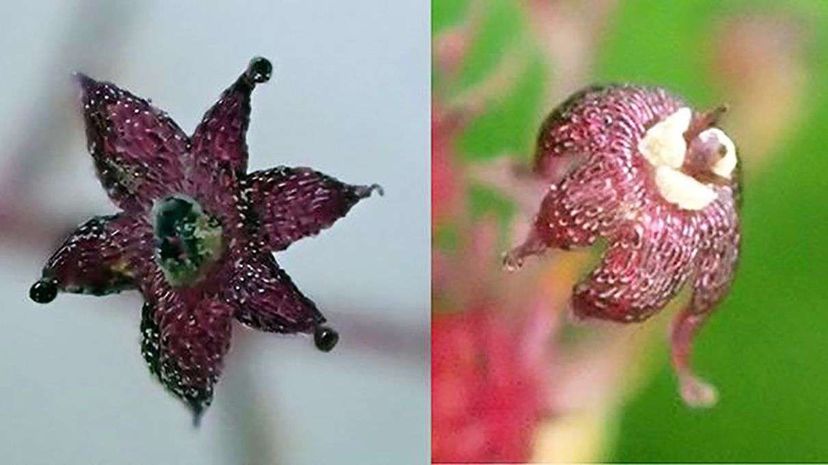 Hidden Life: How Sciaphila Plants Thrive Underground by Partnering with Fungus