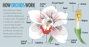 The Fascinating Biology of Orchids: How They Reproduce and Thrive