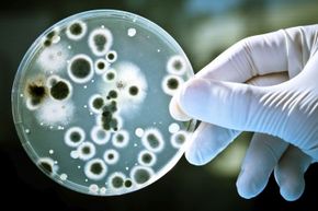 How Bacteria Influence Human Life: A Scientific Overview