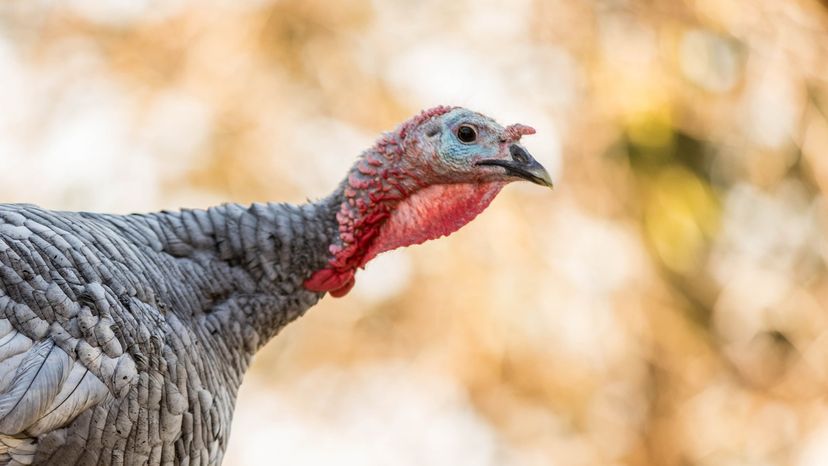 10 Animal Adaptations That Missed the Mark