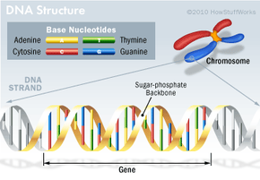 Unveiling the Mystery: Are Intergenic DNA Sequences Truly Junk?