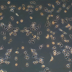 Understanding How HeLa Cells Function