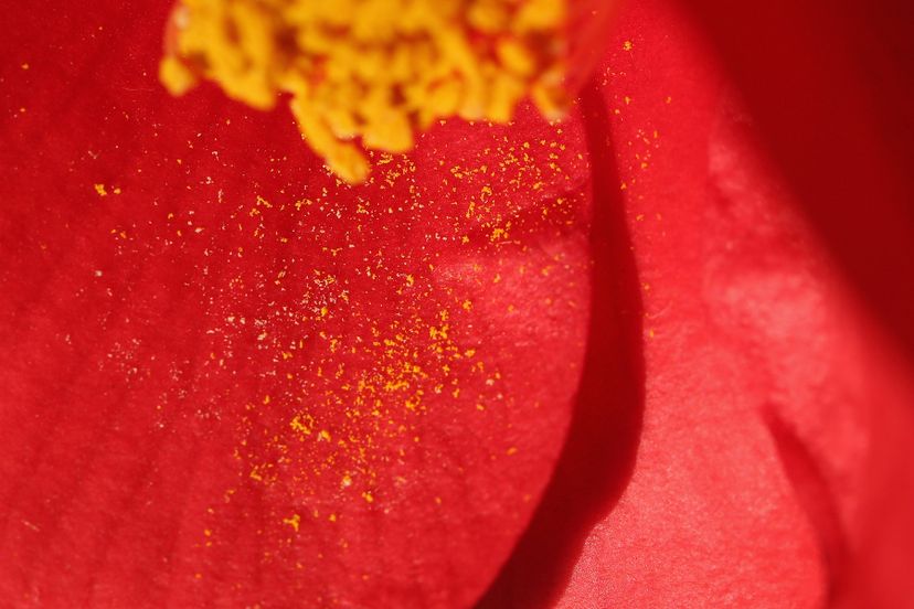 The Science Behind Pollen: How It Works & Its Role in Plant Reproduction