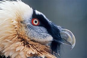 Can a Species With a Small Gene Pool Still Evolve? Insights from the Bearded Vulture