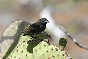 Why Do Species Struggle to Exit Their Ecological Niches?