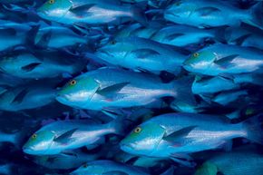 Do Species Converge or Diverge During Evolution?