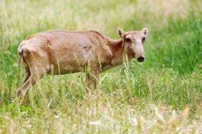 What Drives Species to Extinction? Key Causes Explained