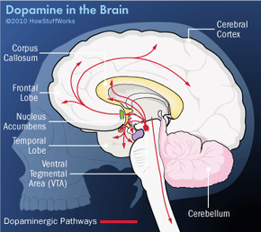 Exploring the Neurochemistry Behind Happiness: How Dopamine Shapes Our Joy