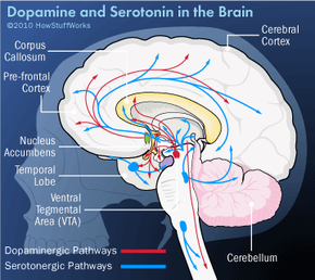Can We Find a  Happy Pill ? Exploring the Science of Happiness
