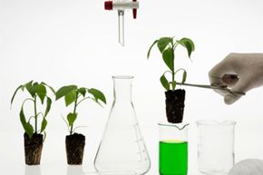 Are Biotech Foods Safe? Understanding the Science Behind Genetic Modification