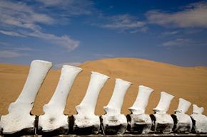 When Will Life End on Earth? Expert Predictions