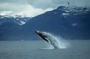 Exploring the Evolution of Life on Earth