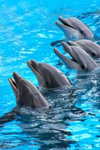 Are Humans the Most Intelligent Species on Earth?