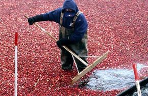 The Science of Cranberry Bogs: How These Fruits Thrive in Wetland Ecosystems