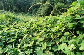 The Science Behind Kudzu s Rapid Growth