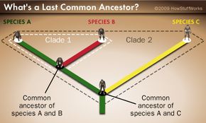 Defining the Last Common Ancestor: Key Insights into Human Evolution