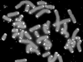 Unveiling Telomeres: The Key to Chromosome Protection