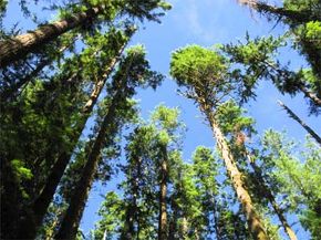 Maximum Tree Heights: What Determines the Tallest Trees