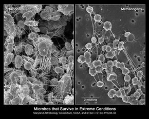 The Science Behind Extremophiles: How Life Thrives in Extreme Environments