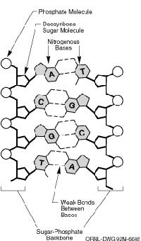 Key Discoveries of the Human Genome Project: Insights and Impact