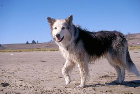 Missyplicity Project: Honoring Missy Through Posthumous Cloning