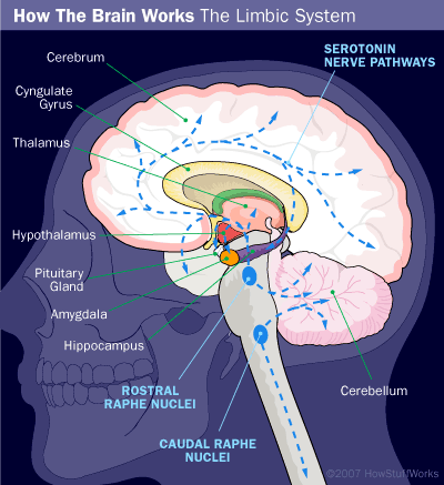 How Antidepressants Work: Mechanisms and Impact