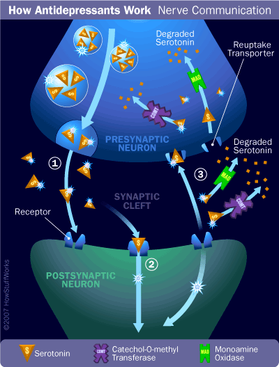 How Antidepressants Work: Mechanisms and Impact