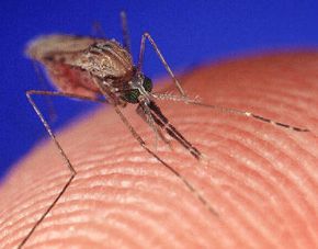Genetically Modified Mosquitoes: A Promising Solution to Eradicate Malaria