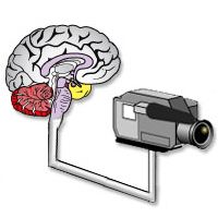 How the Brain Maintains a Seamless View of the World