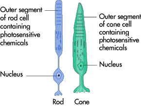 New Cell Transplants Offer Hope to Restore Vision