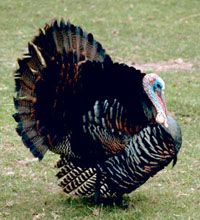 Understanding Avian Influenza: Transmission, Impact, and Prevention