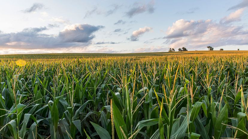 Are GMOs Safe? A Clear Guide to Genetically Modified Organisms