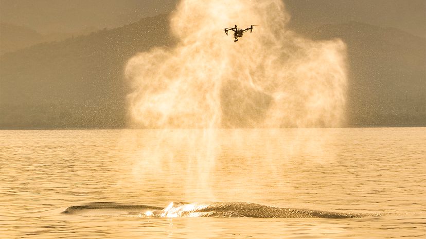 SnotBot Drone Enhances Whale Research with Non-Invasive Data Collection