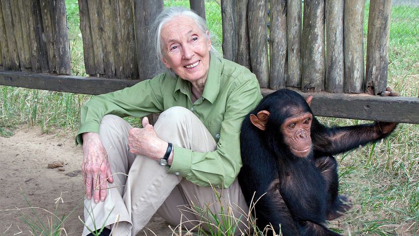 Jane Goodall: Championing Global Peace Through Conservation