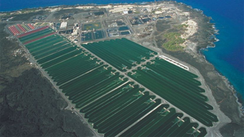 Algae: The Future of Sustainable Food Production?