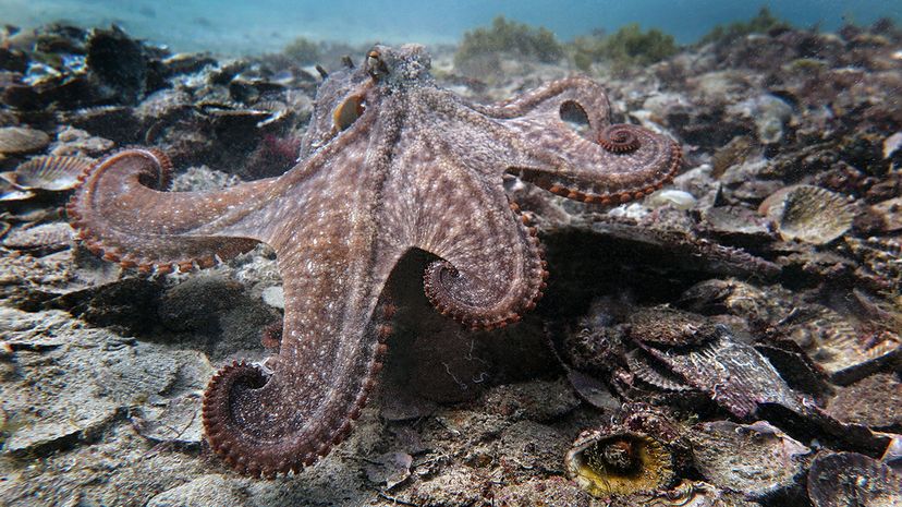 New Study Reveals Mysterious Gloomy Octopus Colony Off East Coast of Australia