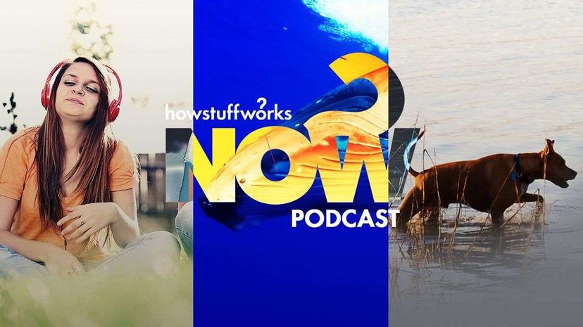 How Dogs Help Combat Guinea Worms: Insights from the Latest HowStuffWorks Podcast